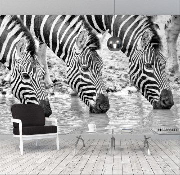 Image de Triple zebra